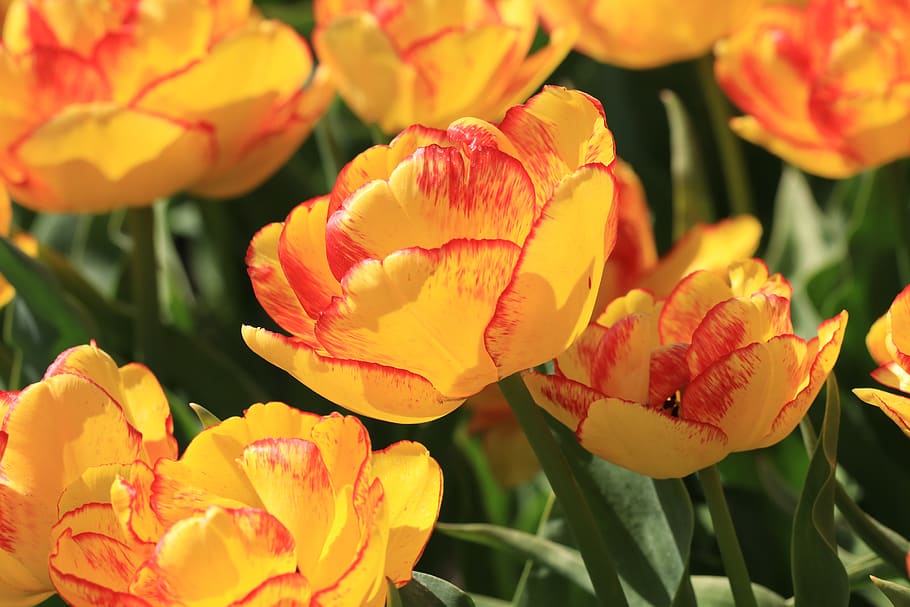 tulip, orange, red, yellow, flowers, nature, flora, bulb fields, spring, coloured