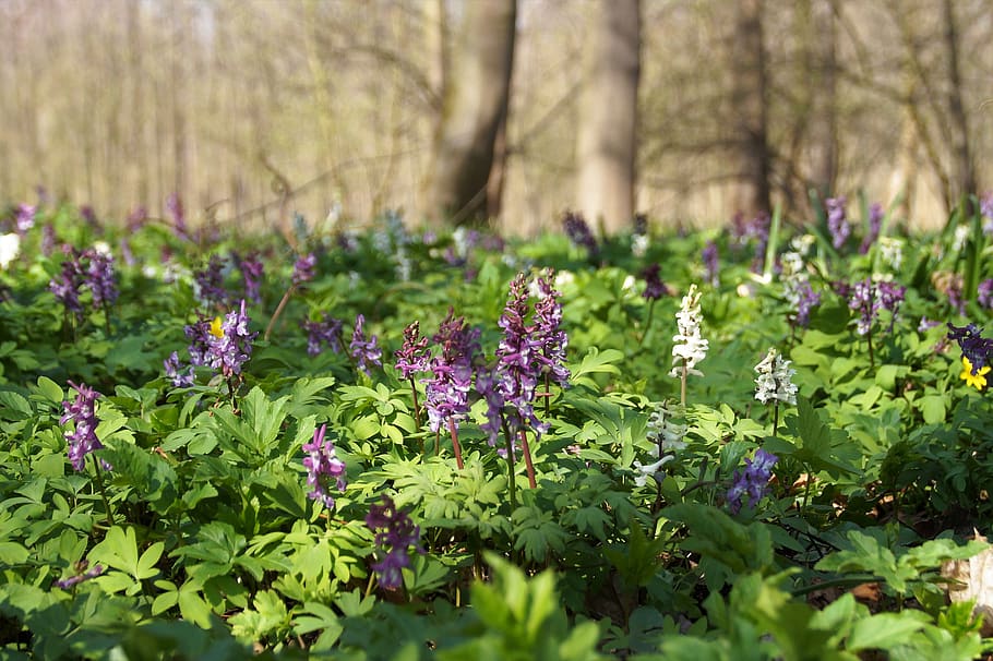 dymnivka hollow, purple, white, inflorescence, the floodplain, forest, the vegetation, wildly, the growing, flora