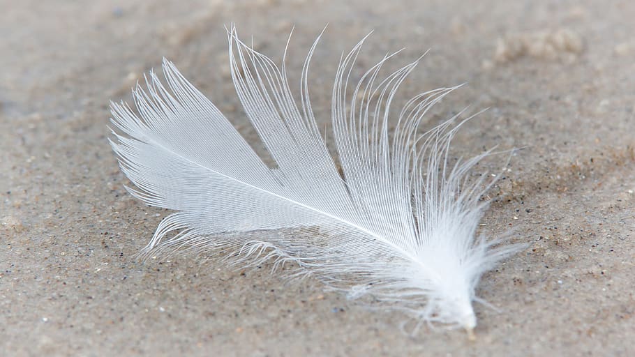 feather, slightly, bird feather, lightweight, fluffy, filigree, nature, animal springs, close up, plumage