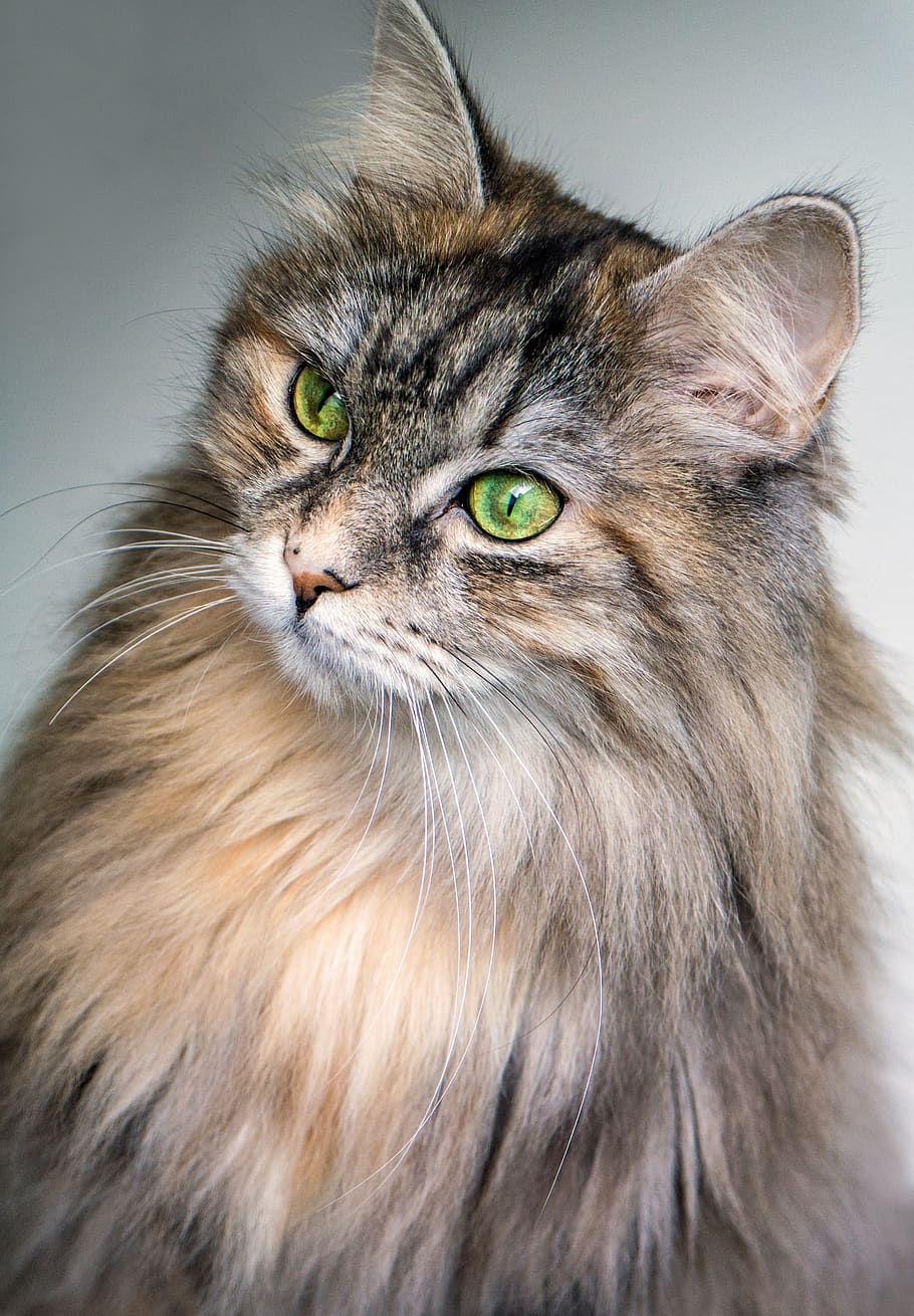 cat, feline, eyes, green, long hair, animal, pet, fluffy, fur, portrait