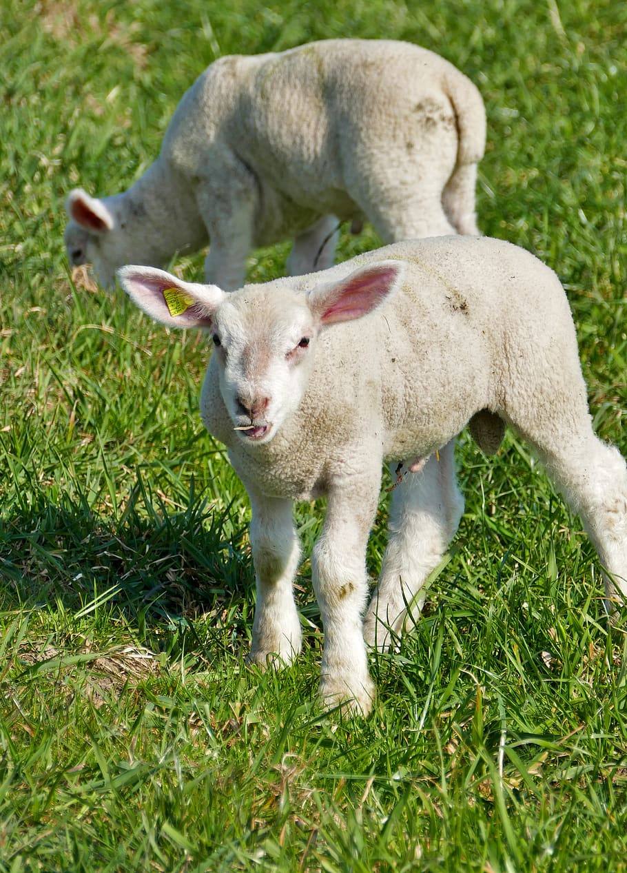 agriculture, cattle breeding, sheep, lamb, nature, meadow, grass, light, sun, lambs