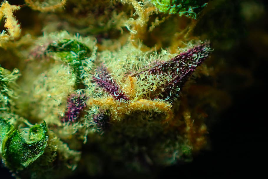 bud, cannabis, close up, dope, drug, flower, ganja, green, hemp, herb