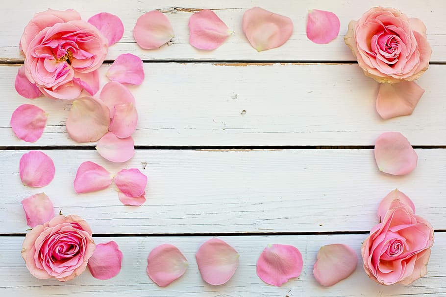 flower, rose, petals, pink, text space, background, desktop, birthday, wedding, valentine's day