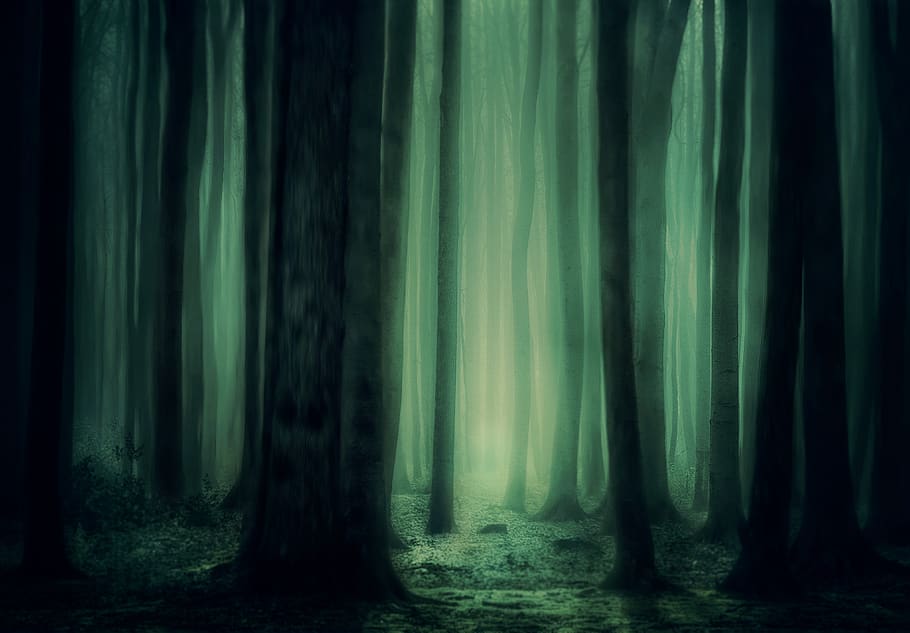 floresta, árvores, nevoeiro, atmosfera, misterioso, escuro, místico, sonhador, conto de fadas, mágico