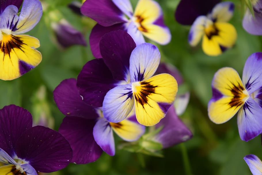 susan, yellow, cone, flower, nature, plant, outdoor, purple, pansy, flowering plant