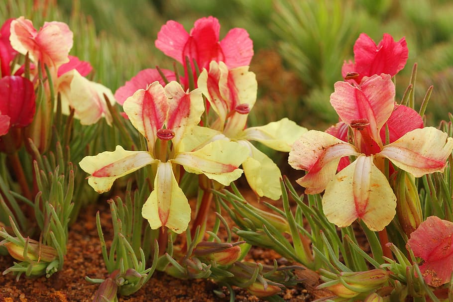 Цветок запада. Guichenotia macrantha. Guichenotia ledifolia. Цветы из Запада. Гишенотия леднолистная r.