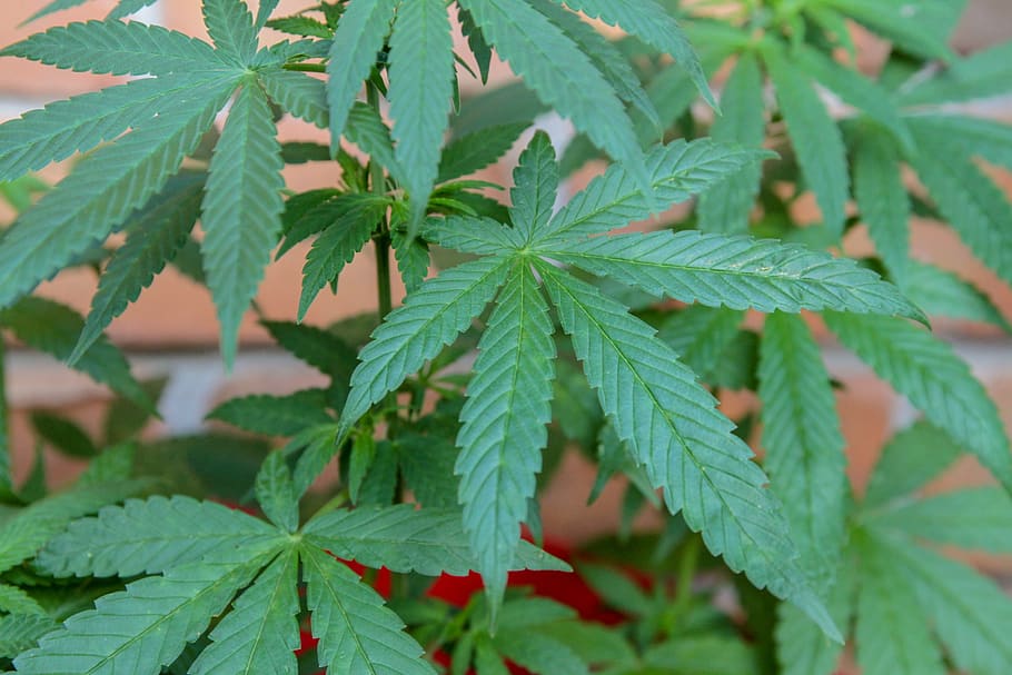 marijuana, cannabis, drug, medicinal, medicine, weed, narcotic, plant, leaf, plant part
