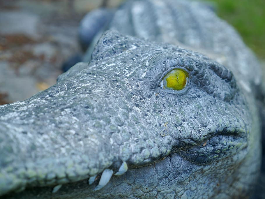 closeup, stone alligator, yellow, eyes, stone, art, dangerous, teeth, nose, animal