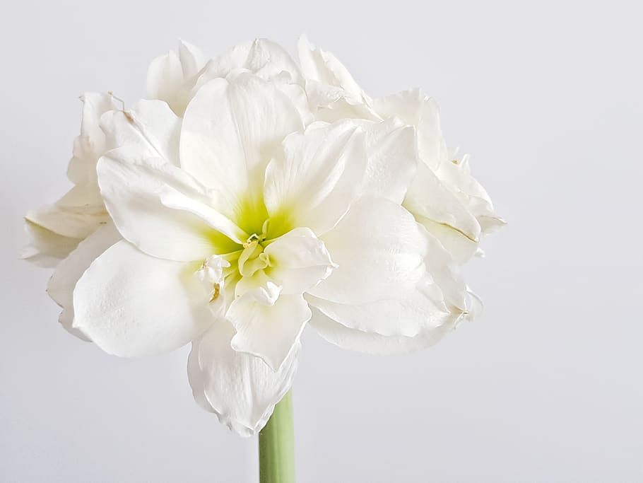 hippeastrum, flower, white, background, bud, plant, bulbous, indoor, bloom, amaryllis