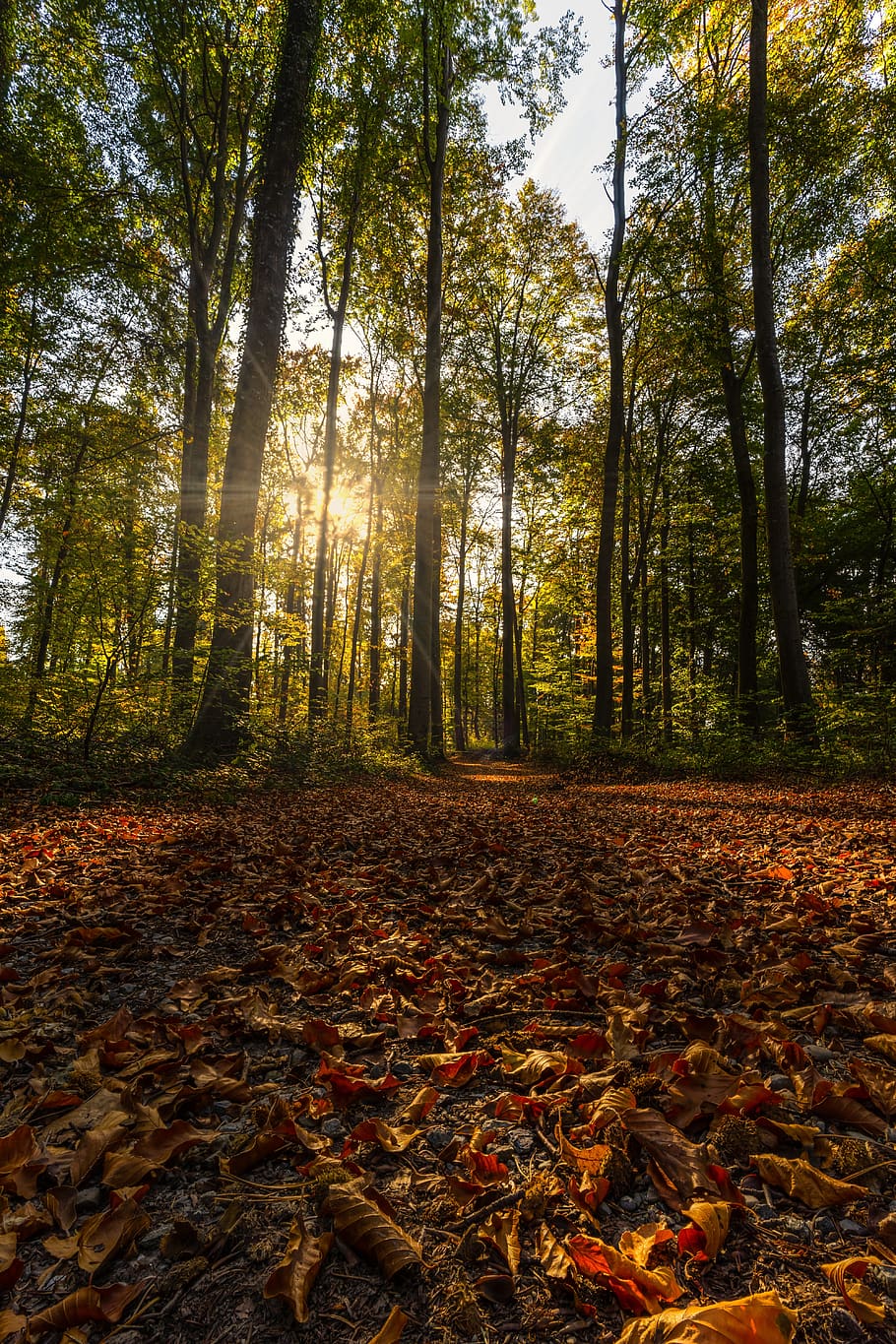 naturaleza, bosque, otoño, hojas, amanecer, retroiluminación, recuperación, caminar, senderismo, paisaje