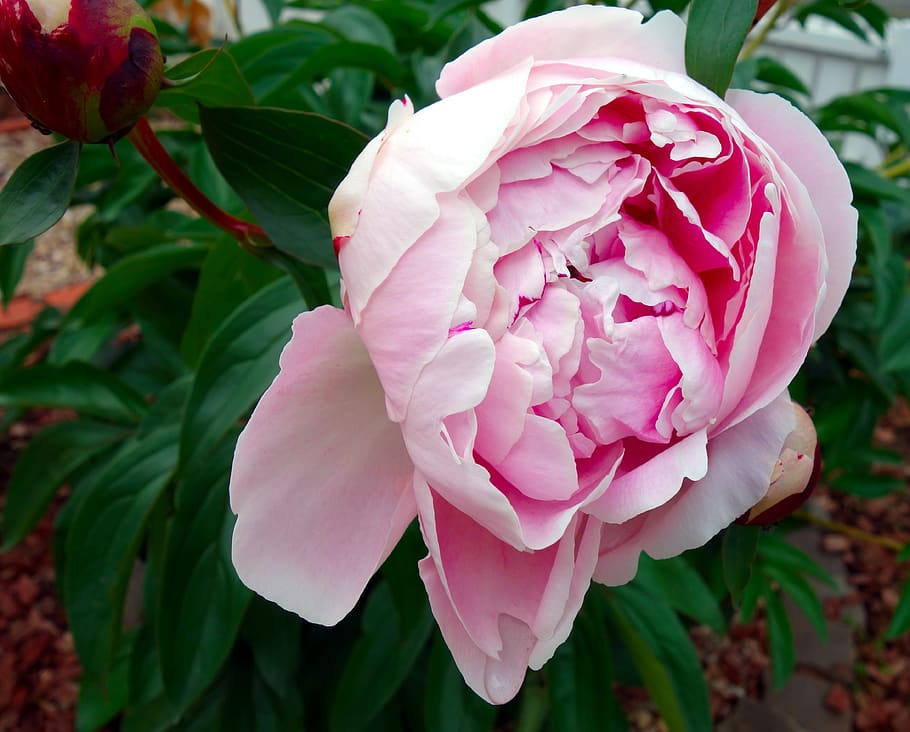 peony, blossom, bloom, double flower, flower, flora, ornamental plant, nature, spring, pink