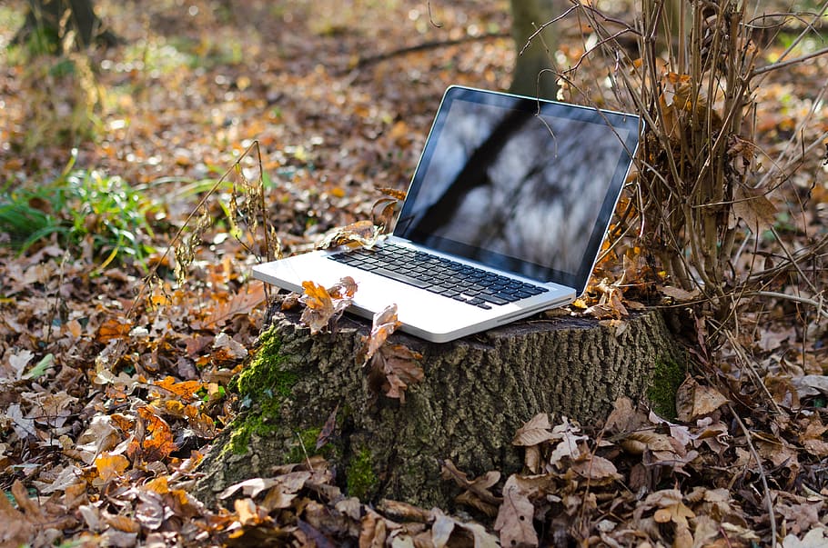 ordenador portátil, artilugio, tecnología, árboles, hojas, naturaleza, al aire libre, otoño, tronco, reflexión