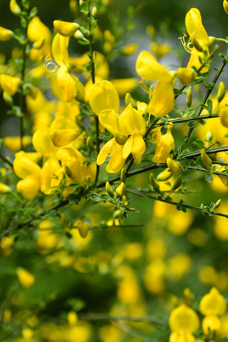 Кусты цветут весной желтым цветом. Желтый весенний кустарник. Весенние кустарники цветущие. Весенний кустарник с желтыми цветами. Желтый кустарник весной.