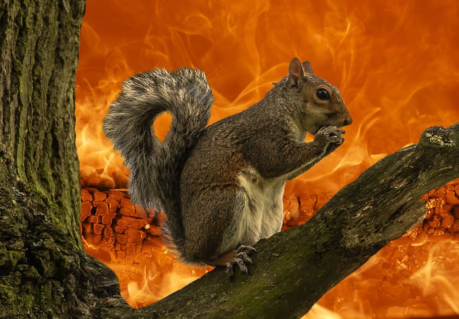squirrel, animal, flames, fire, background, end of the world, end times, apocalypse, mammal, rodent