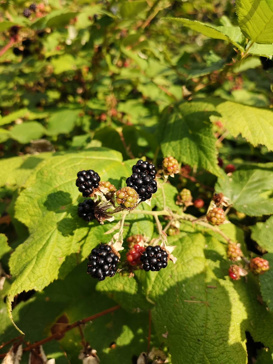 blackberry, tanaman, semak, buah, makanan, alam, daun, berry, musim panas, outdoor