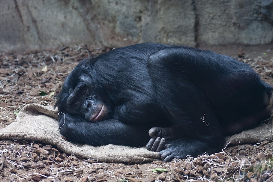 bonobo, mono, descansando, animal, zoológico, primate, ojos, temas de animales, mamífero, un animal