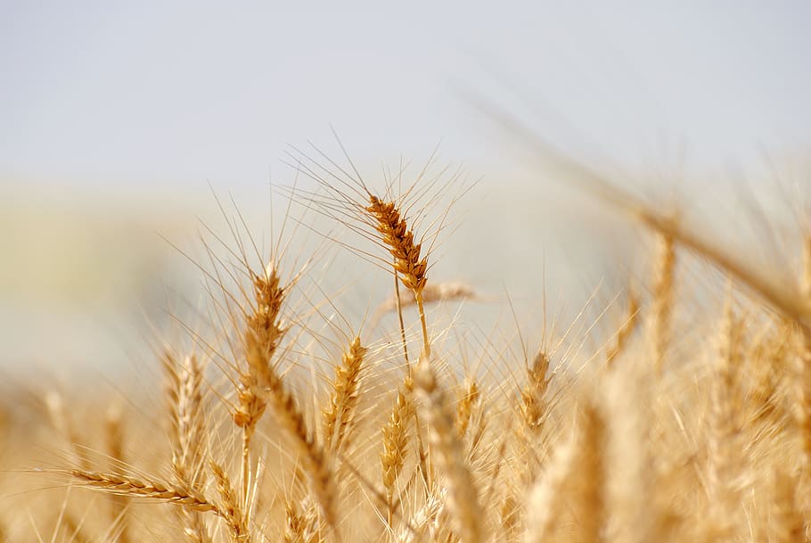 trigo, pão, cereal, centeio, palha, colheita, semente, milho, campo, rural