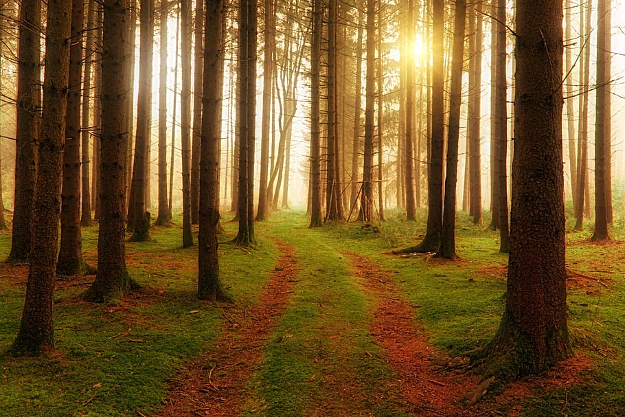 madera, árbol, lejos, camino, madera blanda, bosque, sol, rayos, niebla, naturaleza