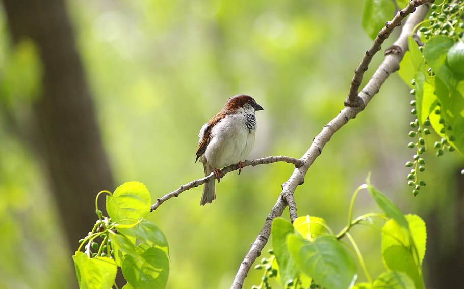 sparrow, sperling, bird, nature, garden, animal wildlife, animals in the wild, plant, animal, animal themes
