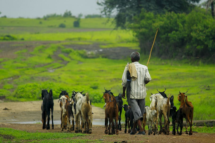goat, man, animal, nature, outside, together, man with stick, outdoor, village goat, domestic animals