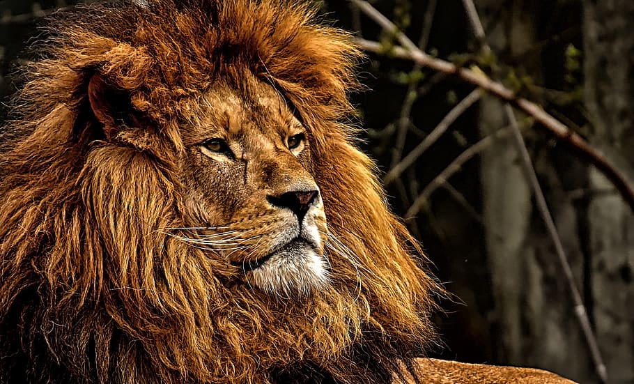 león, depredador, peligroso, melena, gato grande, macho, zoológico, animal salvaje, áfrica, tierpark hellabrunn