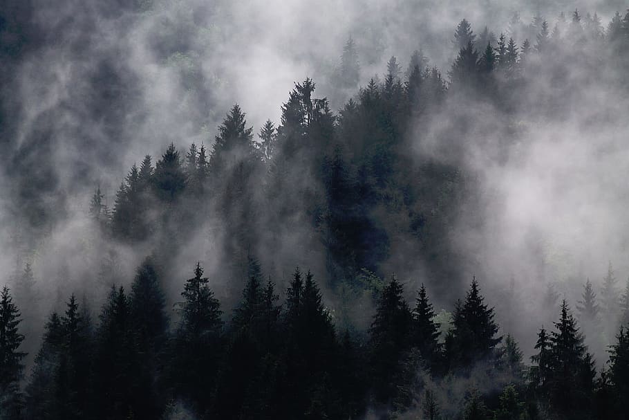 natureza, árvores, floresta, bosques, fumaça, névoa, neblina, árvore, plantar, terra