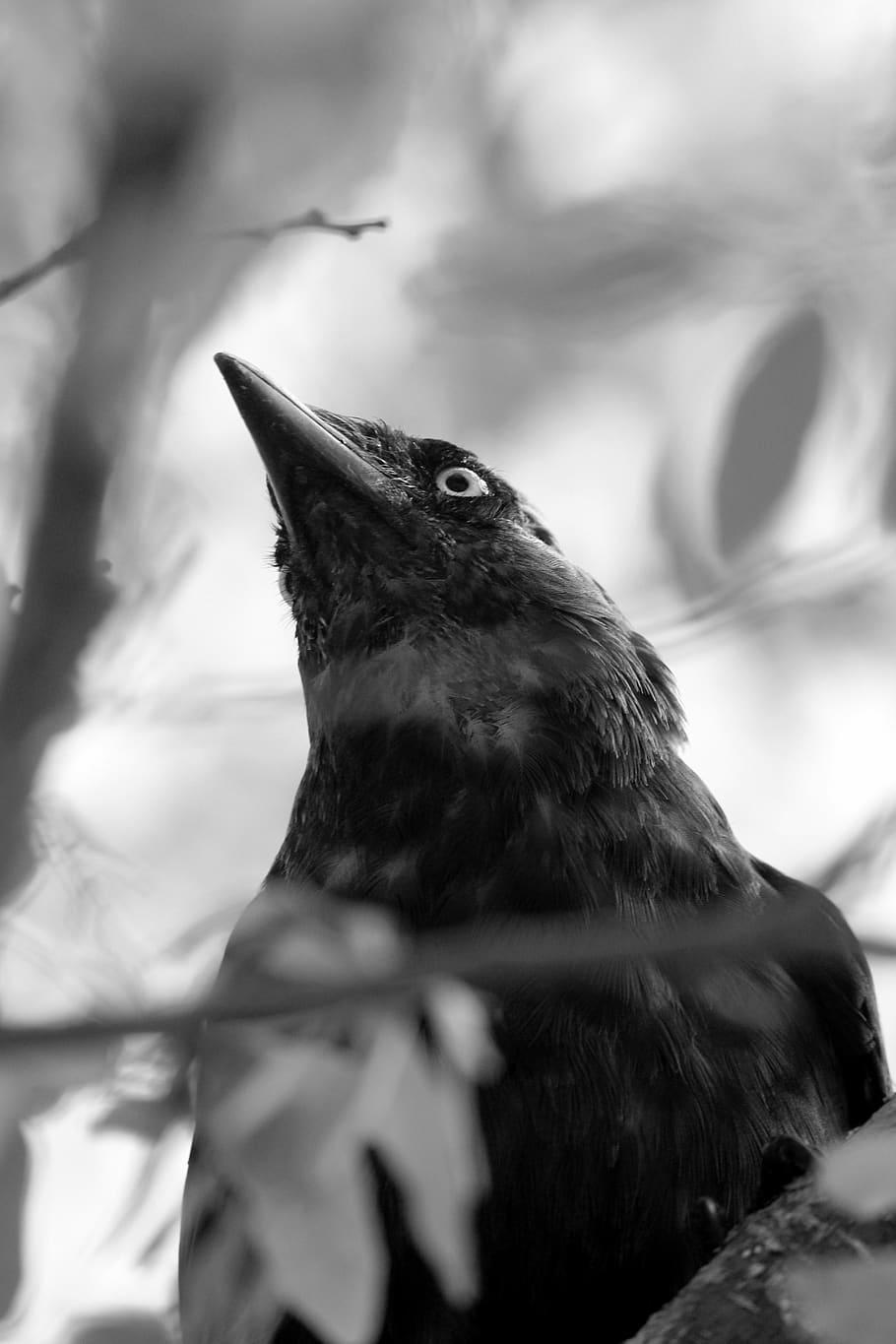 blackbird, wildlife, bird, animal, nature, black, crow, feather, silhouette, raven