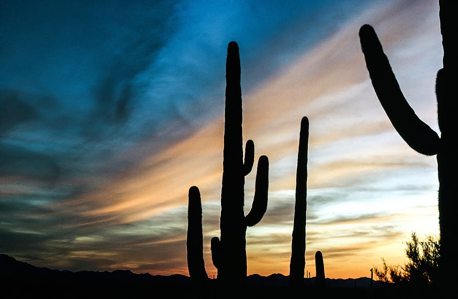 vista, cacto saguaro, pôr do sol, belo, cacto, nuvens, deserto, paisagem, parque, planta
