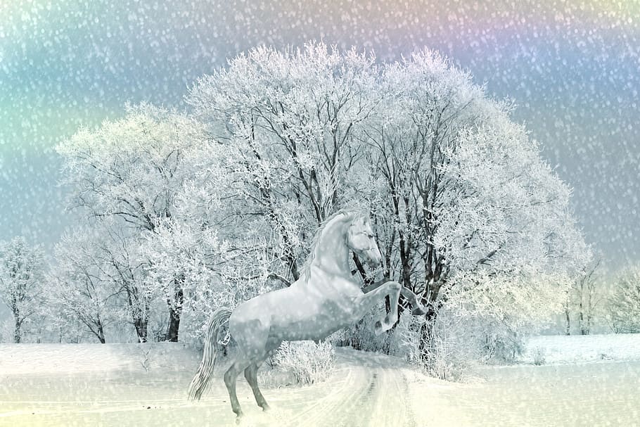 cavalo, branco, unicórnio, congelado, pintura, neve, temperatura fria, inverno, árvore, mamífero