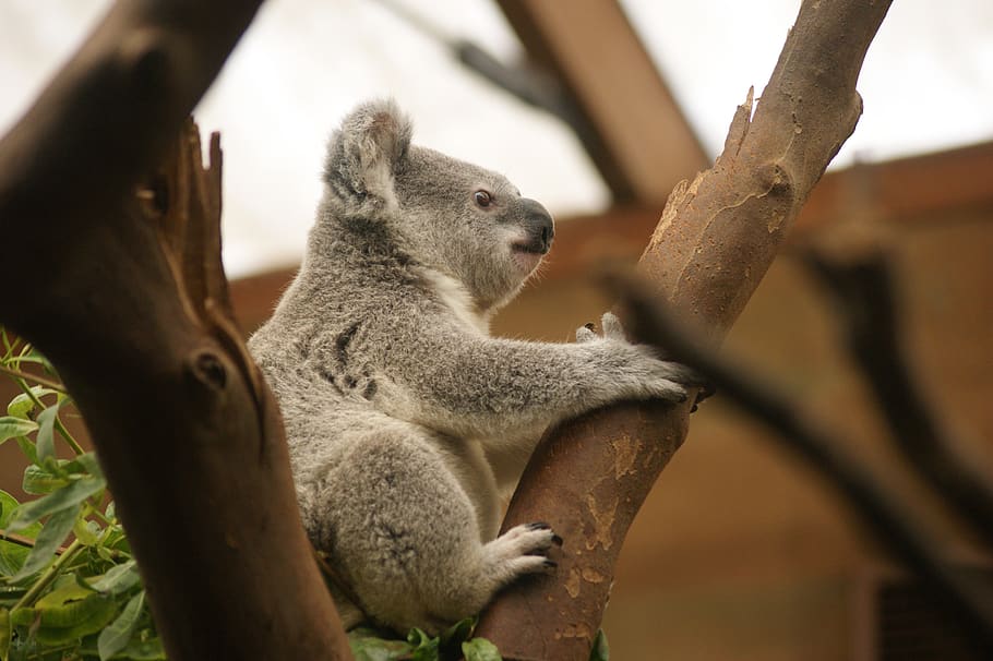 koala, marsupial, animal, australia, mammal, australian, fur, grey, hairy, fauna