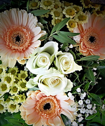 Fotos mini ramo de flores libres de regalías | Pxfuel