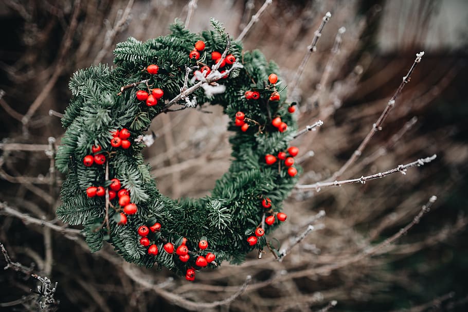 merry, fresh, holly wreath, christmas, winter, xmas, outdoors, wreath, holly, advent