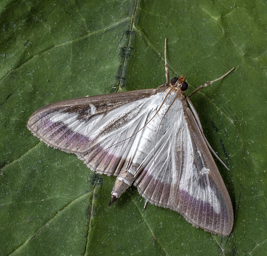box tree moth, insect, macro, moth, lepidoptera, invader, close, invertebrate, one animal, animal