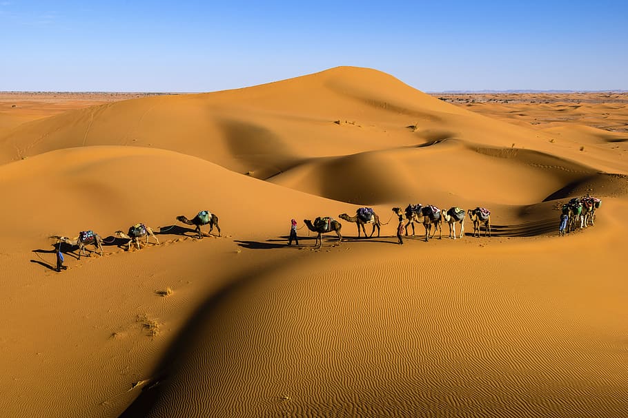 deserto, paisagem, ensolarado, montanhas, montanha, céu, camelo, azul, duna de areia, areia