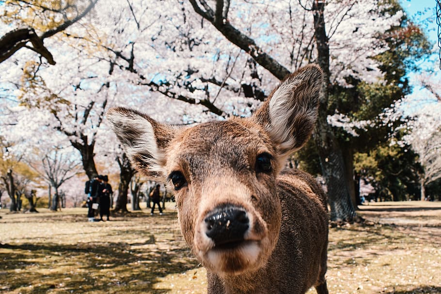 Nara, Japón, primavera, ciervo, flor, cereza, animal, día, Asia, árbol