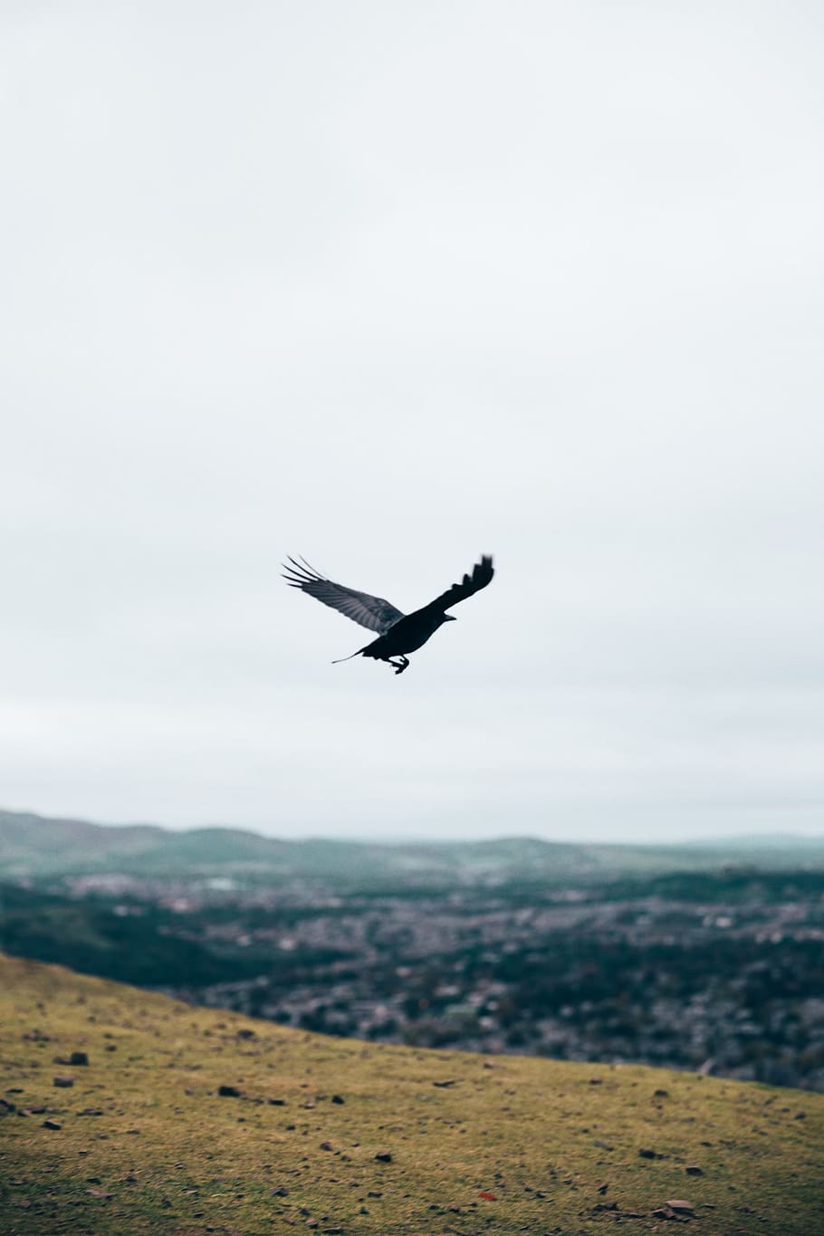 black, crow, flying, valley, gliding, hill, landscape, rock, sky, tail