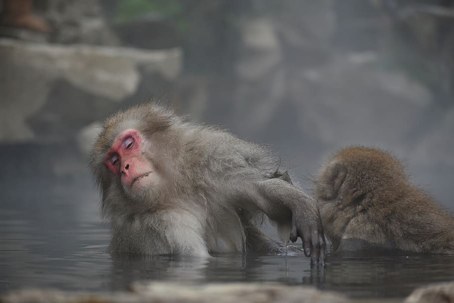 animal, monkey, baby japanese macaque eating leaves, snow monkey, hot springs, open-air bath, bathing, the warm bath effect, beauty, spa resort