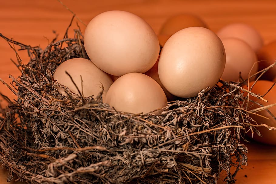 telur segar, telur, sarang, sarang hewan, makanan, telur hewan, makanan dan minuman, permulaan, tidak ada orang, kelompok objek