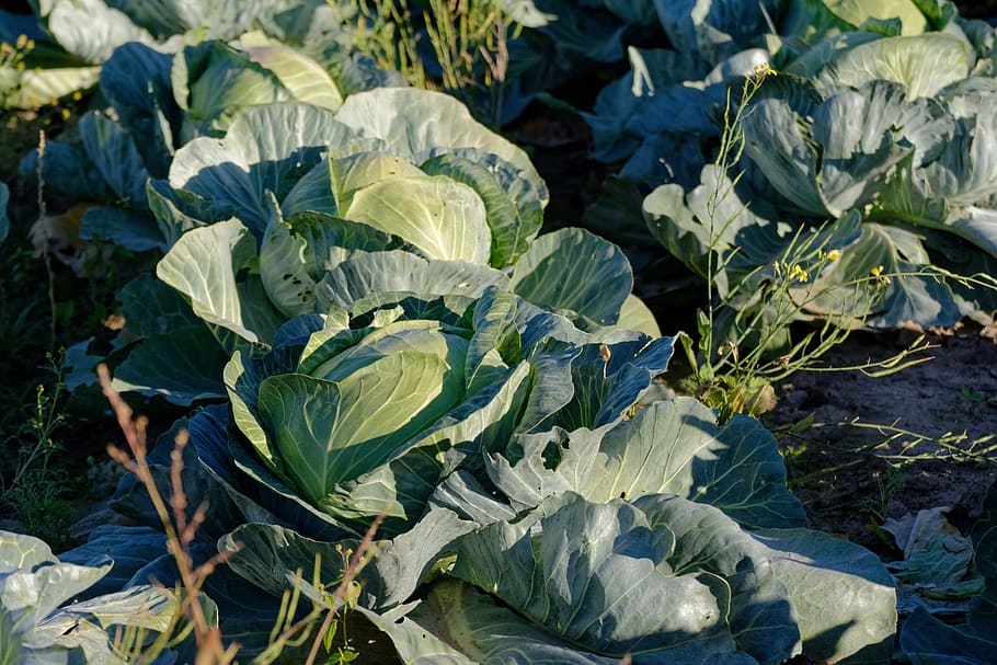 cabbage, green, food, foliage, agriculture, fresh, raw, cabbage field, growth, leaf