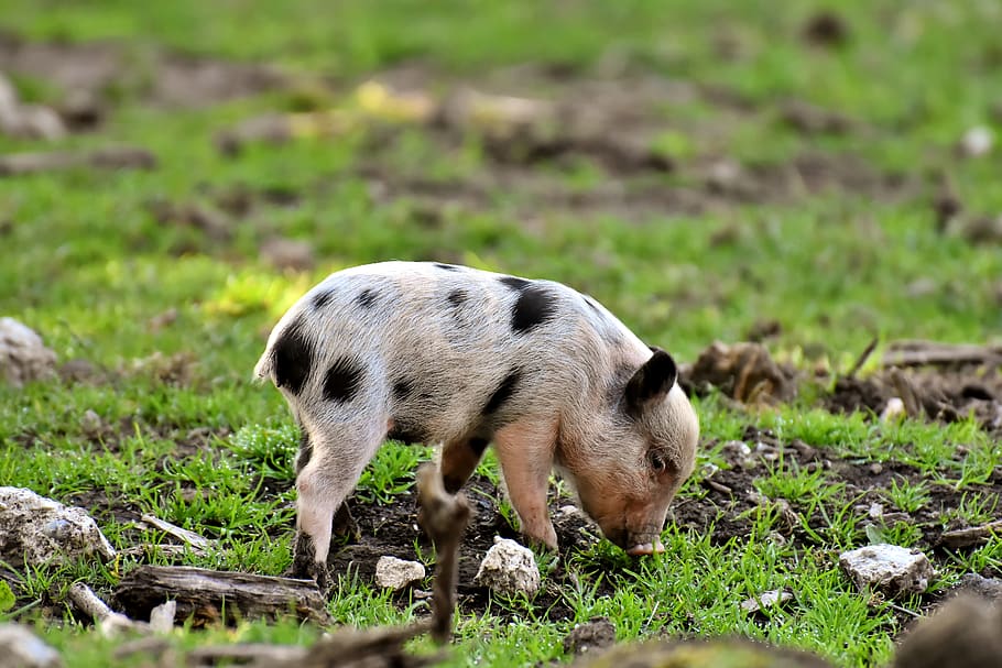 piglet, small pigs, mini, cute, sweet, funny, play, wildpark poing, mammal, animal