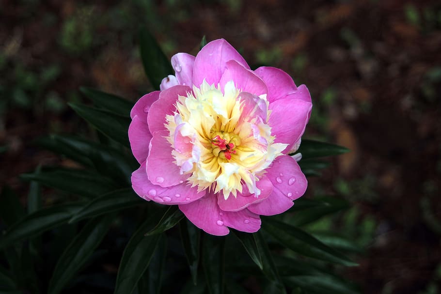 peony, rainwater, garden, plants, leaf, non, water, nature, color, colorful