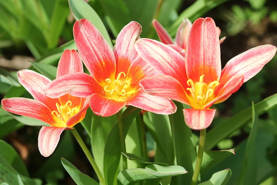 tulips, tulipa, schnittblume, bloom, breeding tulip, red, ornamental flower, floral greeting, close up, frühlingsanfang