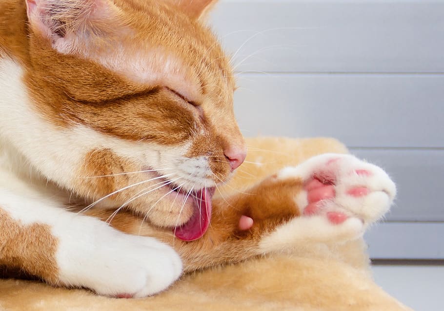 cat, fur, tongue, care, clean, red, white, portrait, red white, fur care