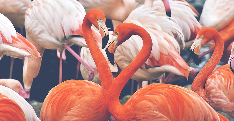 flamingo, bird, colorful, feather, pride, tierpark hellabrunn, tumblr wallpaper, animal, group of animals, animal themes