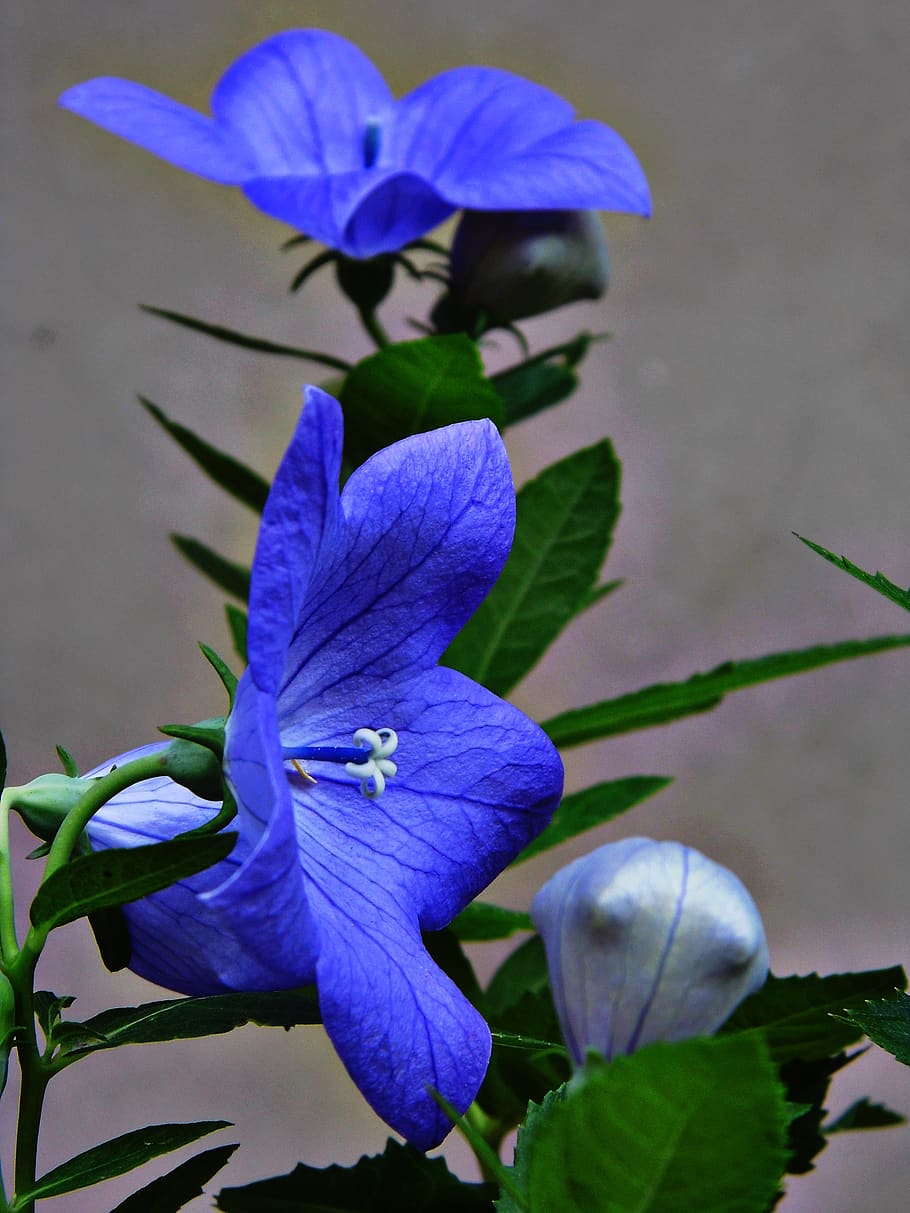 the chinese doorbell, balónovník veľkokvetý, platycodon glaucus, blue flower, nature, garden, flora, flower, decorative, flowering plant
