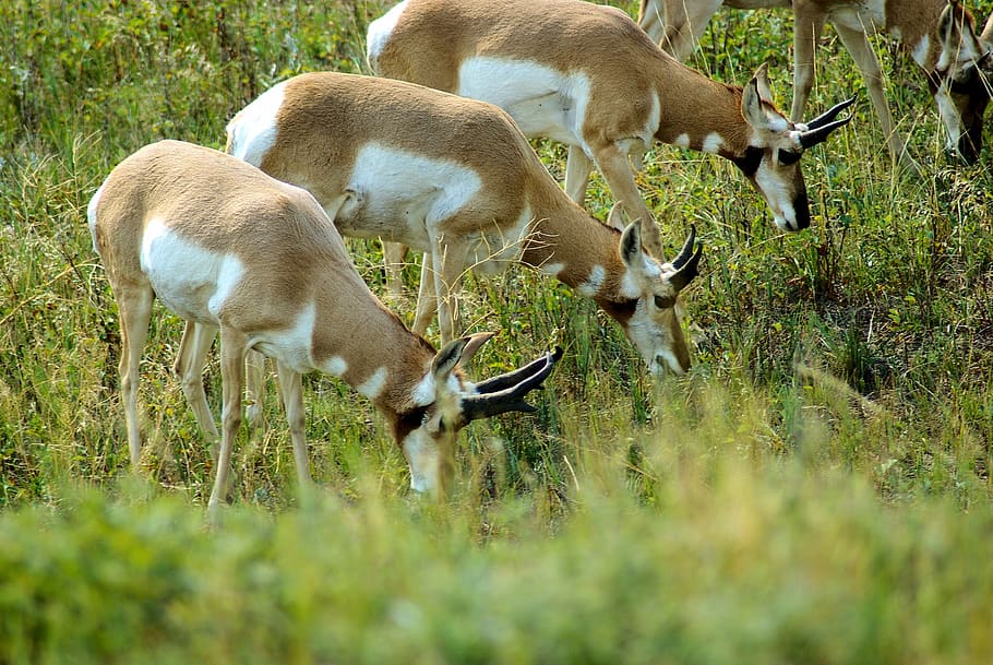 south dakota antelope, antelope, pronghorn, grass, wildlife, animal, prairie, horns, antlers, herd
