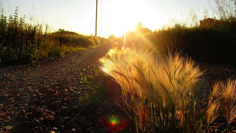 road, feather, evening, sunset, spikes, kolos, steppe, trail, village, twilight