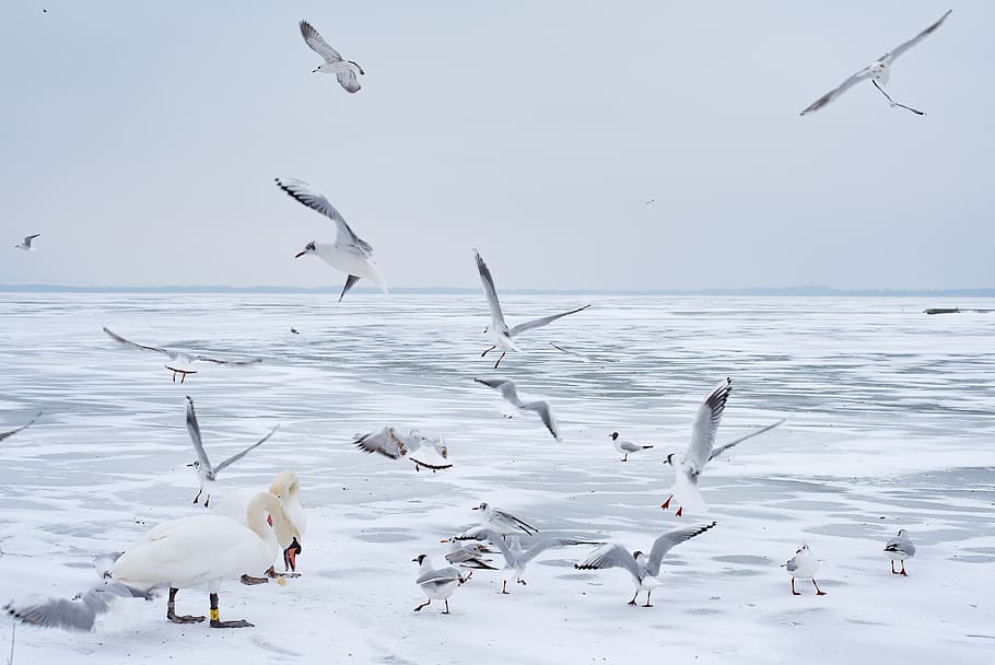 lake balaton, winter, swan, seagull, ice, lake, nature, cozy, animal themes, group of animals