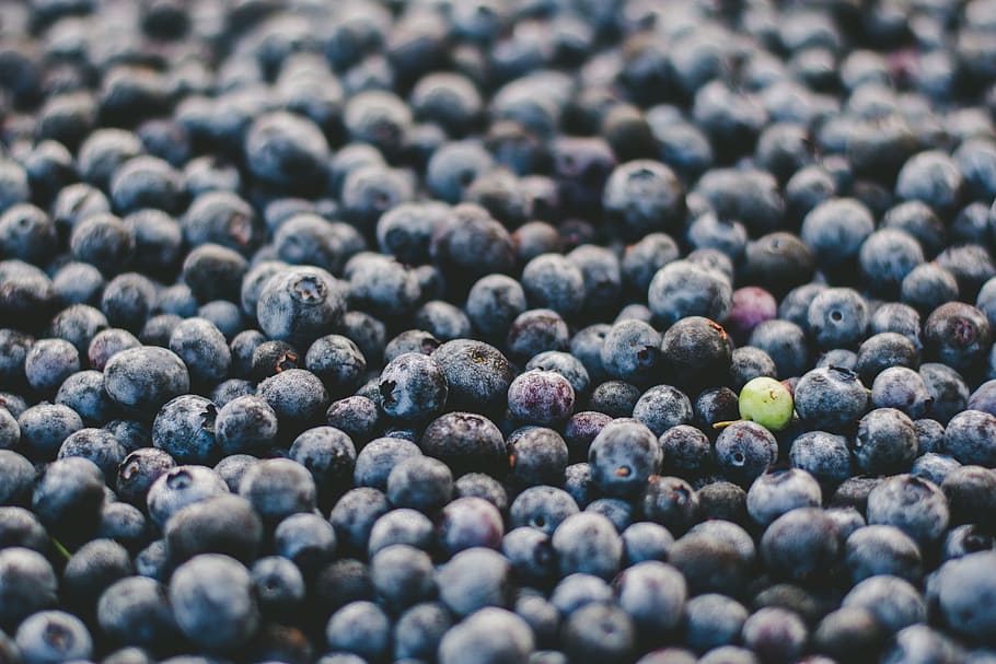 blueberry hutan, beri, biru, blueberry, close up, hutan, alam, makanan dan minuman, makanan, makanan sehat
