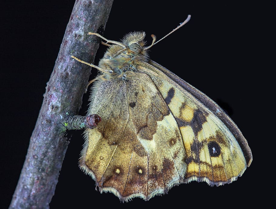 butterfly, speckled-wood, nature, insect, spring, entomology, wildlife, wing, england, leaf